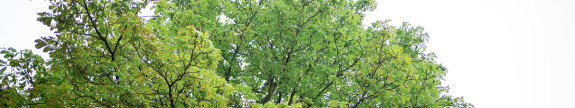 Chestnut trees on Herzogstraße Chestnut trees on Herzogstraße