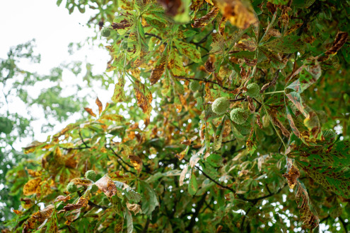 Chestnut blight