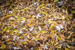  The ESB's leaf bin is for autumn leaves. 