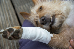  First aid for four-legged friends 