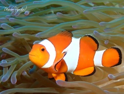  Caught on camera by Marion Harder: The clownfish. This colourful sea creature became world-famous thanks to \