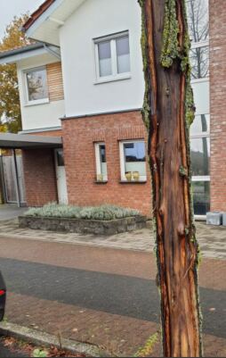  Many lime trees along Lowicker Straße and Böggeringstraße are diseased. The trees are removed. 