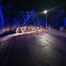  Toppled maple tree blocks Barloer Weg 