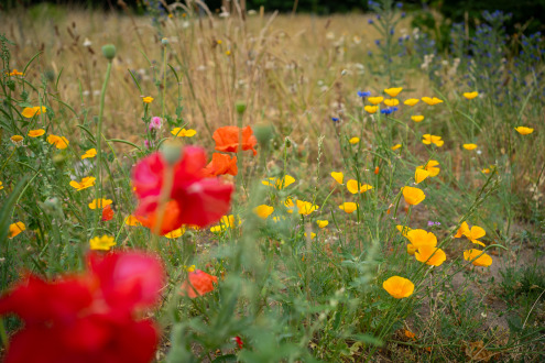 2023-06-22_Gruene-Mitte-Wildblumen-010