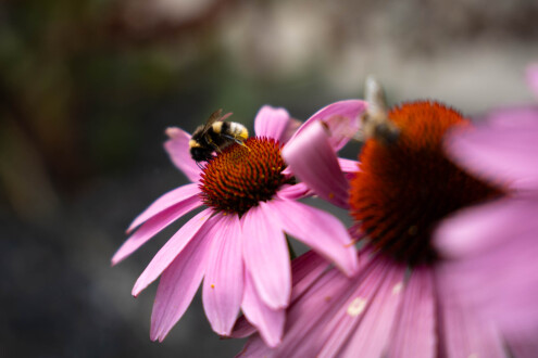 2024-07-31_Wildblumen-Gesamtschule-0018-PID