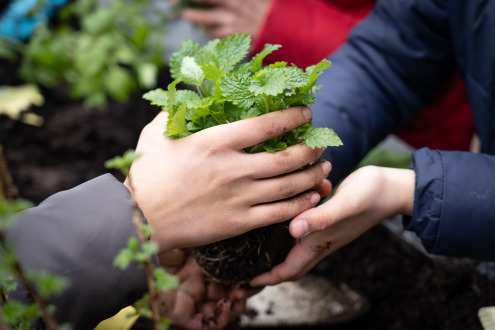 Planting campaign in Rebenstraße together with the Maria Montessori School