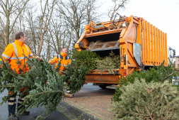  Der ESB sammelt die ausgedienten Weihnachtsbäume ab Freitag ein 