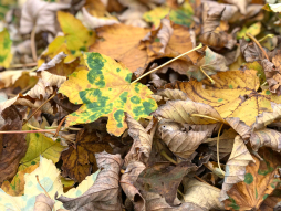  Für Herbstlaub wird samstags im November auf dem Parkplatz \