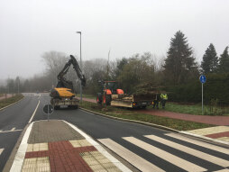  Er zijn nu twaalf Hongaarse eiken herplant langs het weggedeelte tussen de Barloer Weg en de Burloer Weg. 