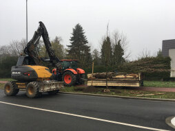  Er zijn nu twaalf Hongaarse eiken herplant langs het weggedeelte tussen de Barloer Weg en de Burloer Weg. 