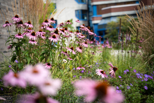 2024-07-31_Wildblumen-Gesamtschule-0027-PID