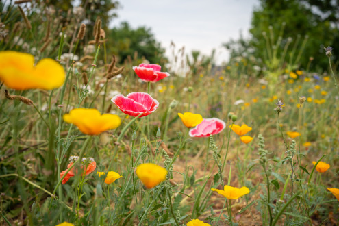 2023-06-22_Gruene-Mitte-Wildblumen-005